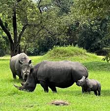 Ziwa Rhino