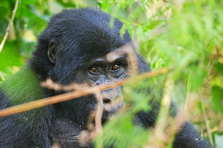 bwindi gorillas