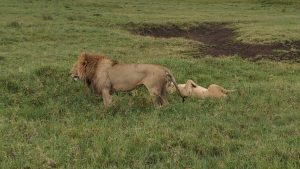 Game drive