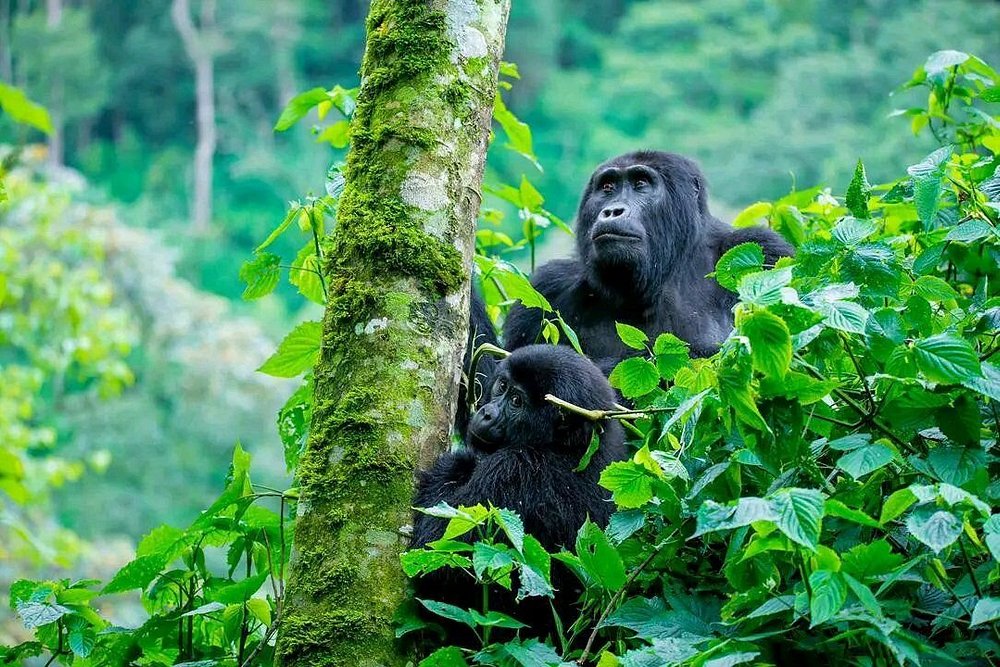 gorillas in bwindi