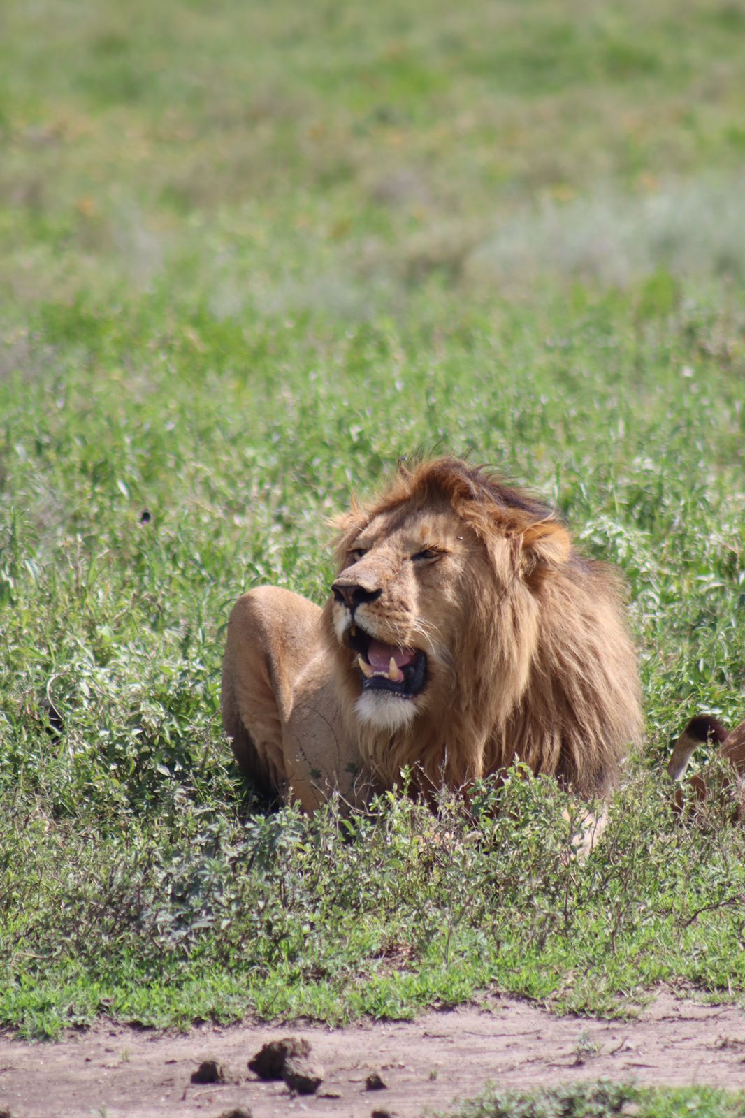 Tsavo West & Amboseli Safari : This six day amazing Safari takes you to some of Kenya’s remarkable parks for Wildlife encounters. These Parks are Tsavo West and Amboseli. It starts from Nairobi to Tsavo west – Amboseli National Park and then back to Nairobi for your return flight. Tsavo West & Amboseli Safari 