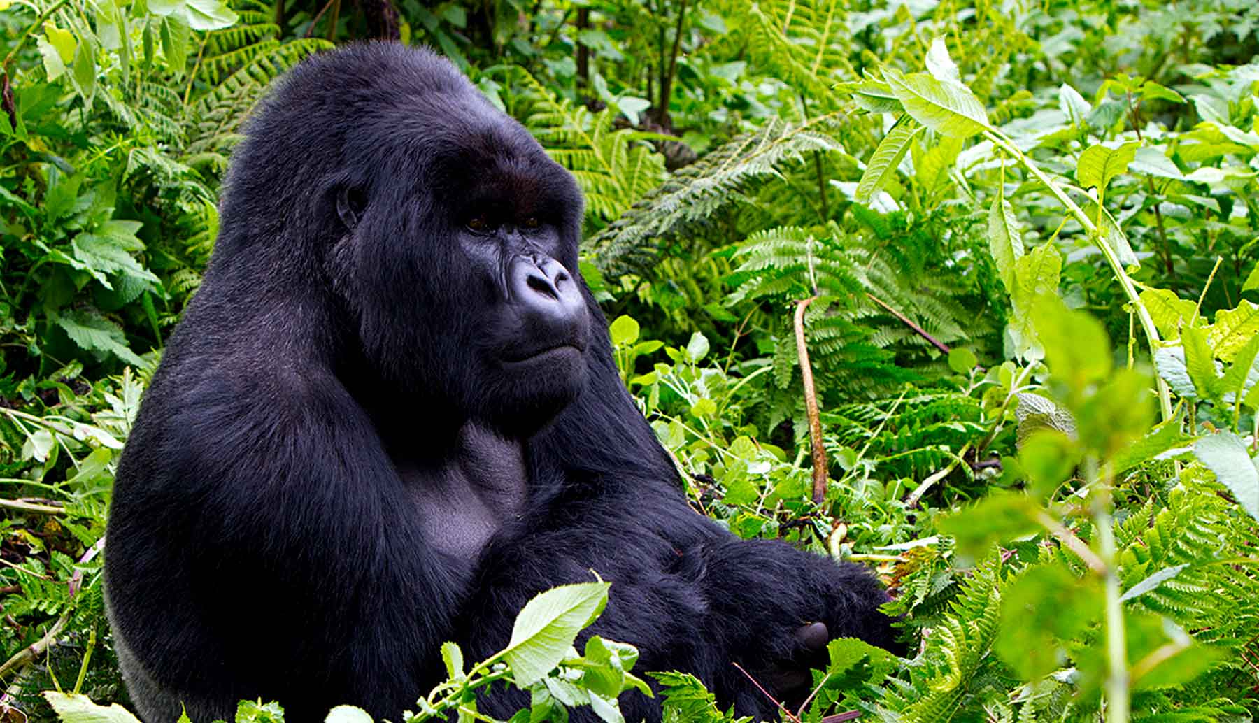 Rwanda Primates Safari