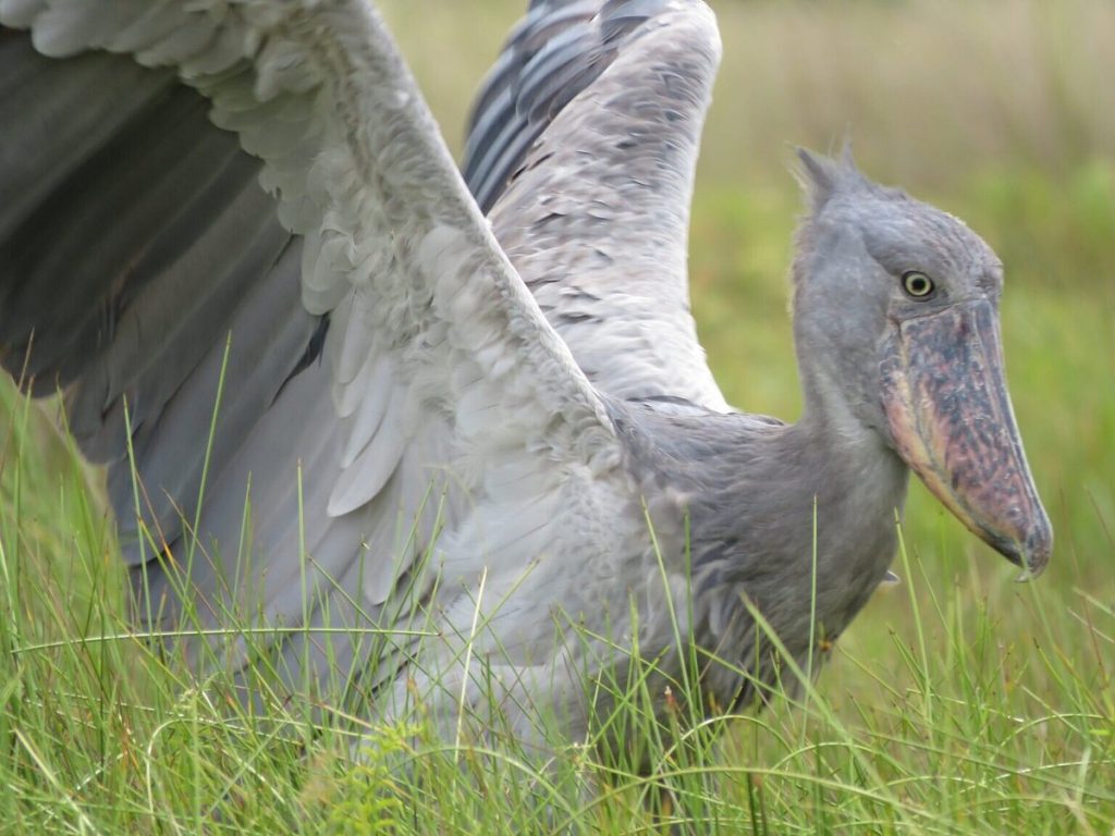 shoebill mabamba