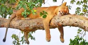 tree climbing lions in ishasha 
