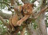 Tree climbing lions