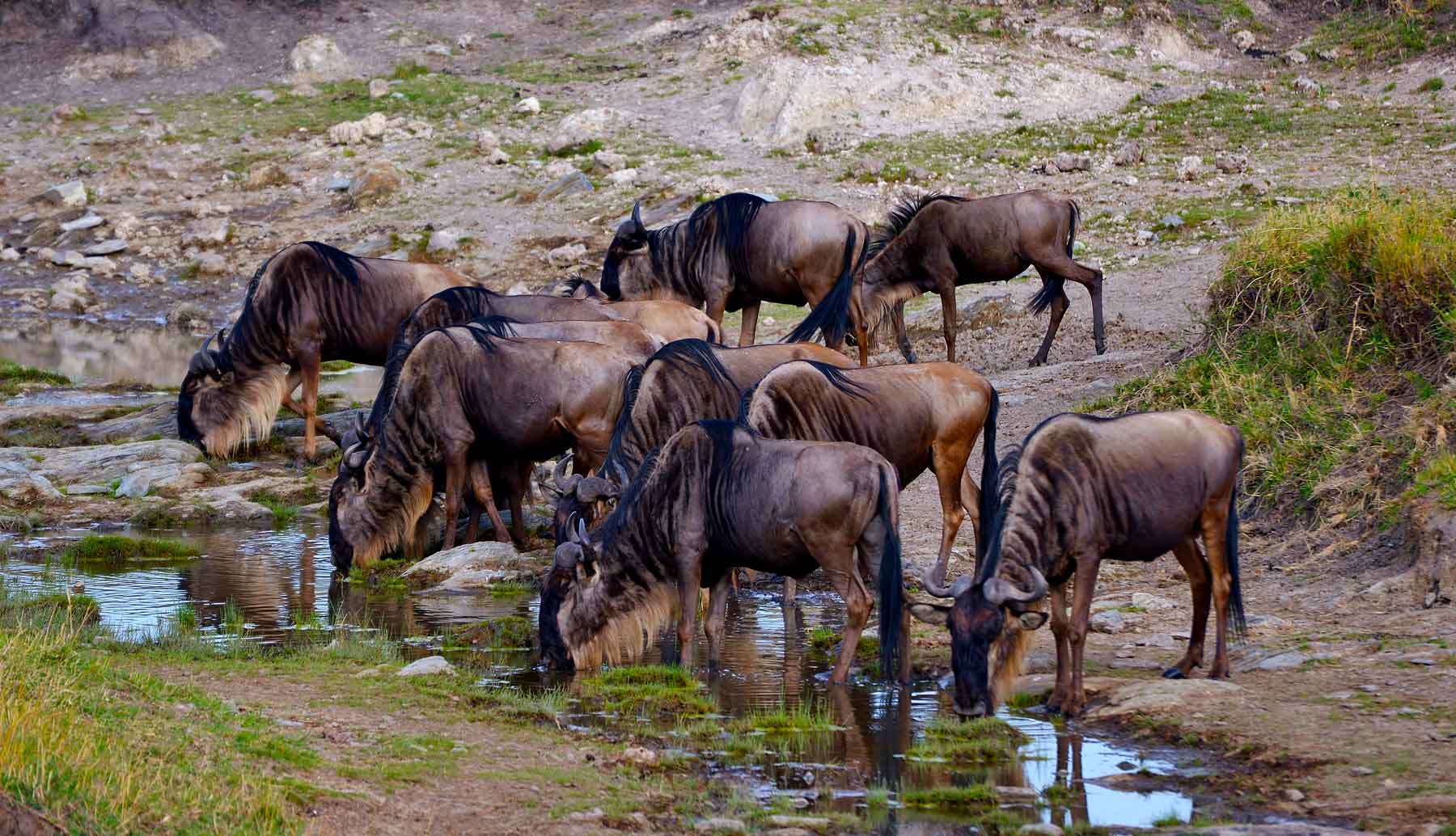 wildebeest-migration