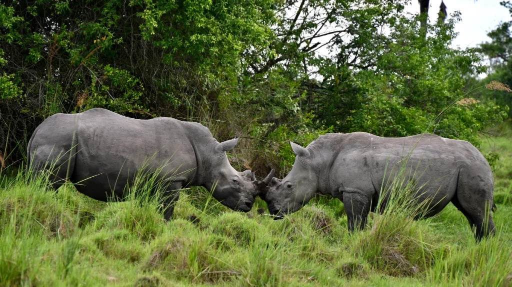 Ziwa rhino trekking