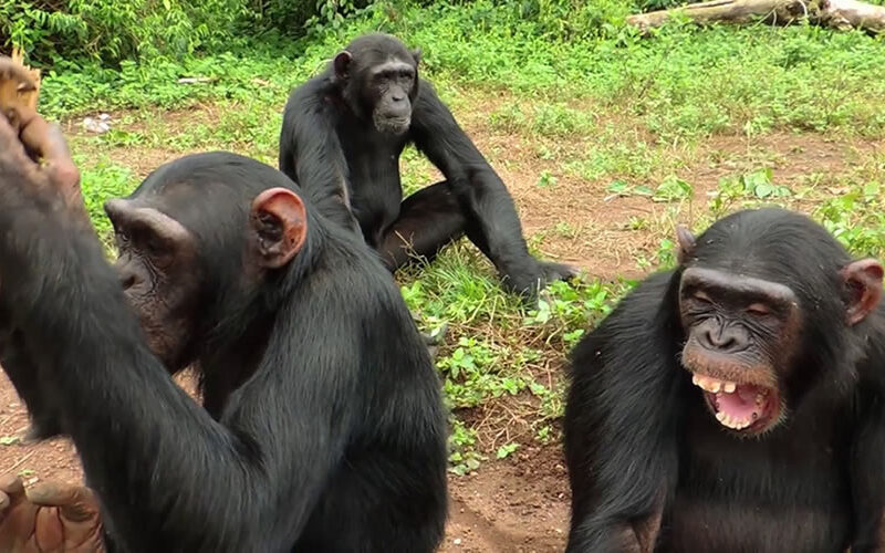Ngamba Island Chimpanzee tour