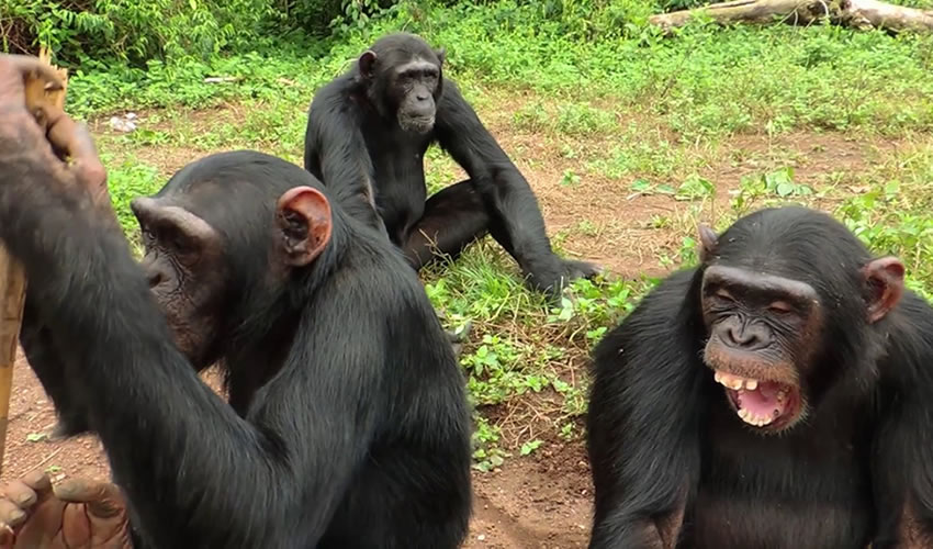 Ngamba Island Chimpanzee tour