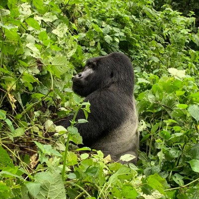 Uganda Wildlife & Chimpanzee