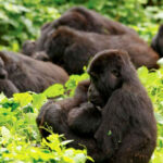 6 Days Serengeti and Rwanda Gorilla