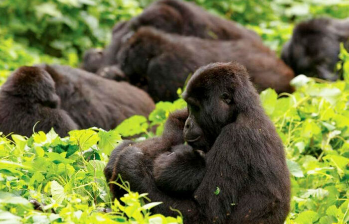 6 Days Serengeti and Rwanda Gorilla