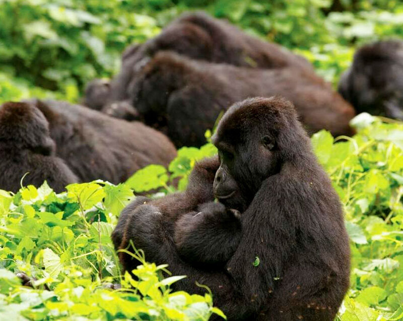 6 Days Serengeti and Rwanda Gorilla