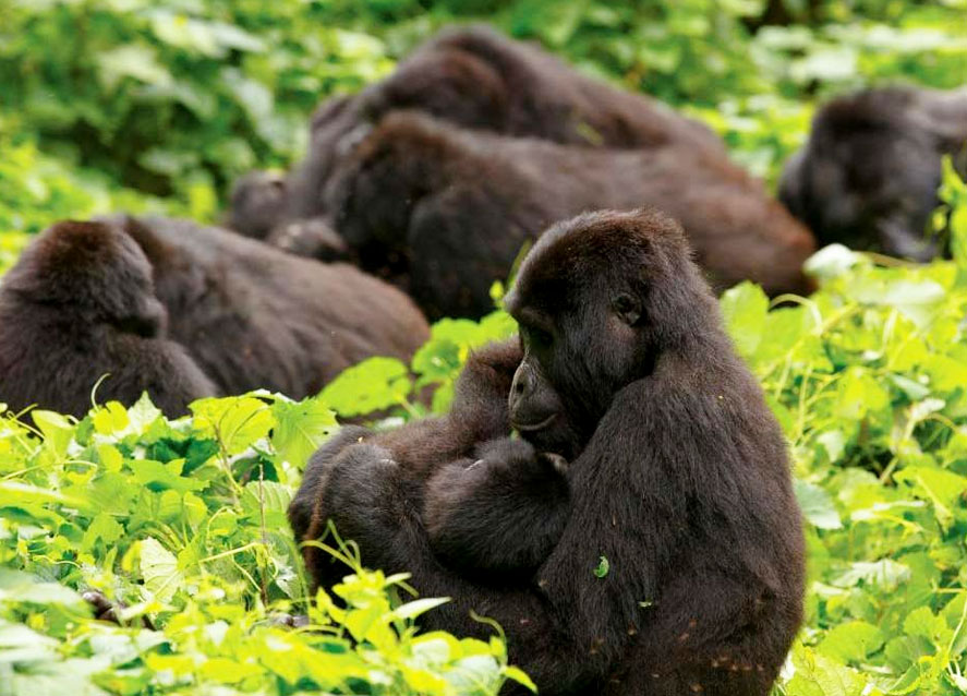 4 Days Uganda & Rwanda Gorilla Safari Tour