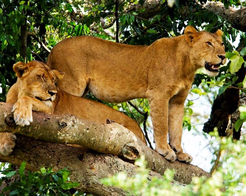 6-days-uganda-rwanda-gorilla-tour