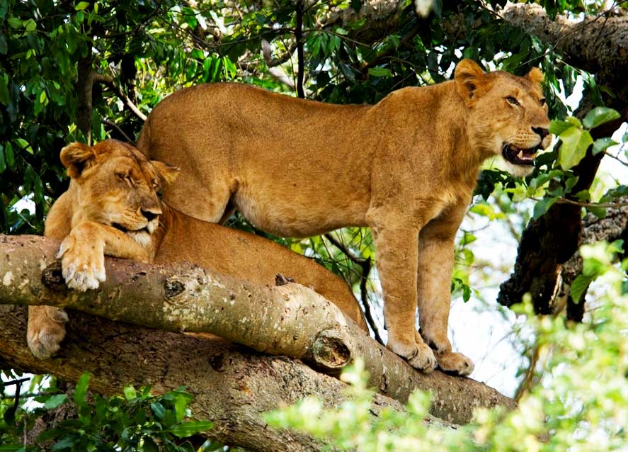 6-days-uganda-rwanda-gorilla-tour