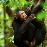 Gorilla trekking and Masai Mara safari