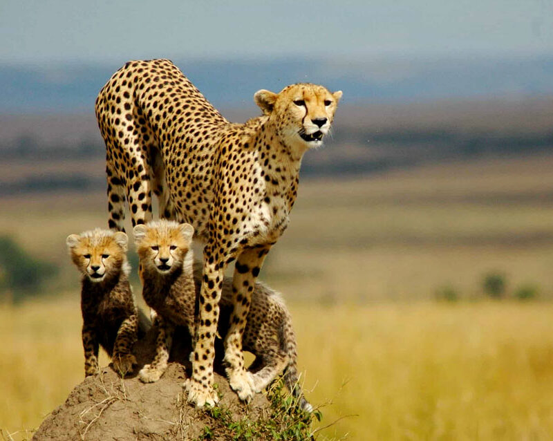 8 Days Kenya safari