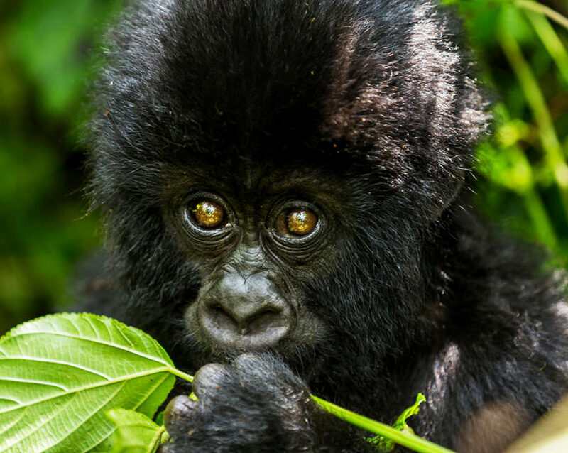 8-days-kibale-queen-bwindi-safari