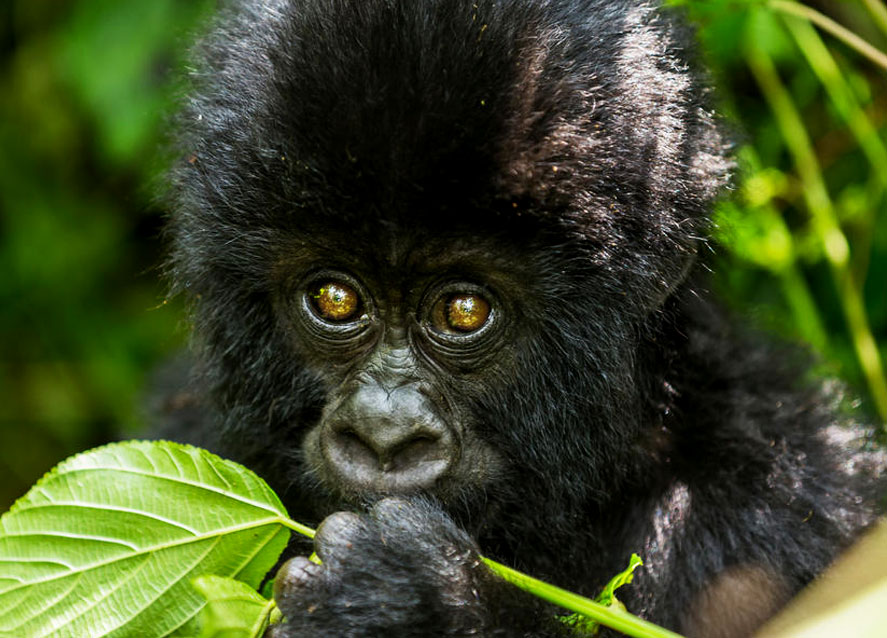 8-days-kibale-queen-bwindi-safari