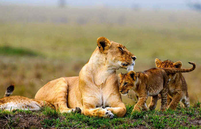 Amboseli & Masai Mara Safari