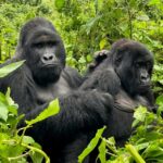 9-days-uganda-rwanda-gorilla-chimps