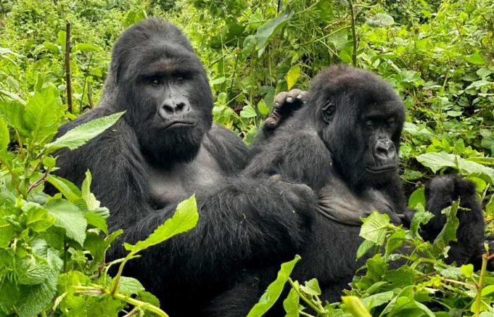 9-days-uganda-rwanda-gorilla-chimps