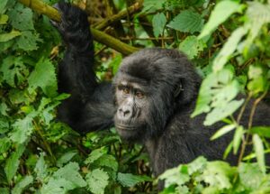 gorilla trekking in rwanda/ Mum and dad uganda tours