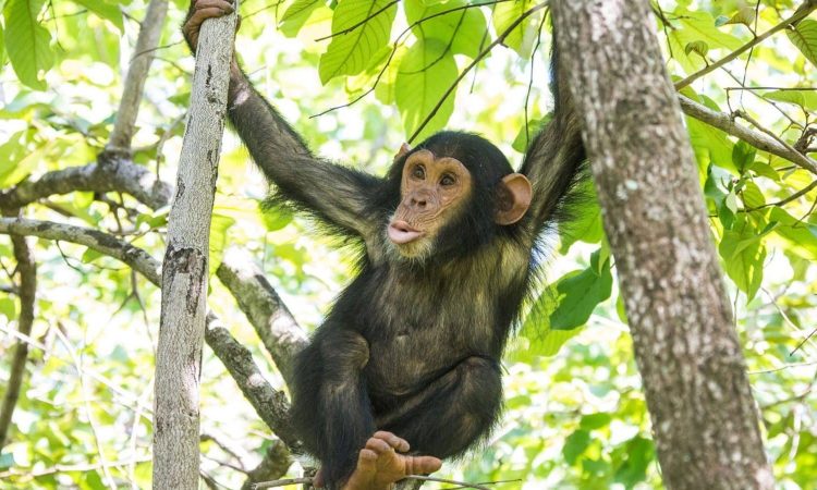 3 days chimp trekking