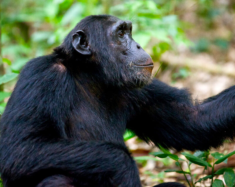 chimpanzee-tracking-tours