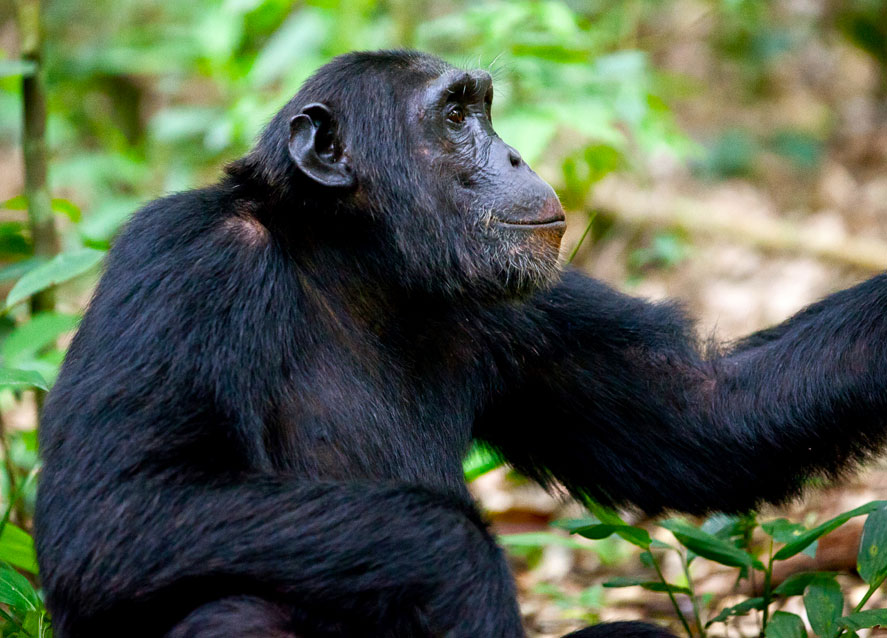 chimpanzee-tracking-tours