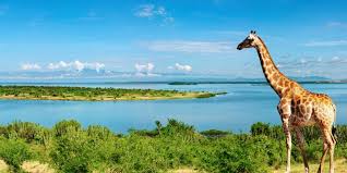 What to expect on a Uganda safari