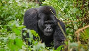 A guide to gorilla trekking in Virunga national park in Congo