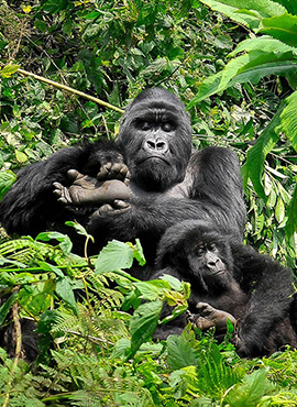Getting close to Mountain Gorilla (a moment with the gorillas)