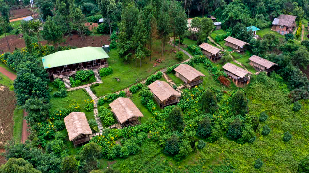 Gorilla Mist Camp/ Mum and Dad Uganda Tours 