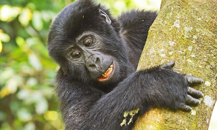 gorillas and chimpanzee safari