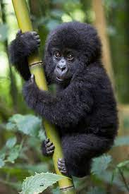 5 interesting facts about mountain gorillas