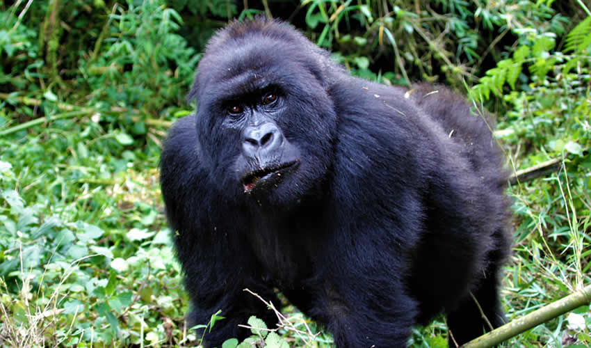 Comparing gorilla trekking Uganda and Rwanda 