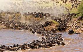 Wildebeest Migration