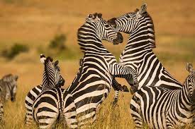zebras in Tnazania 