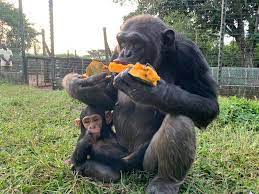 Visit Ngamba Island Chimpanzee Sanctuary