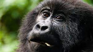 Cheapest Way to See Gorilla in Uganda