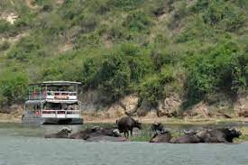 Hippos of Kazinga Channel