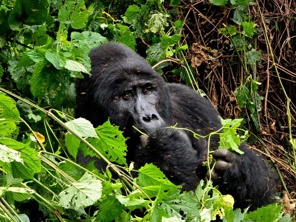 12 Days Uganda Rwanda Gorillas, Chimps & Wildlife Safari