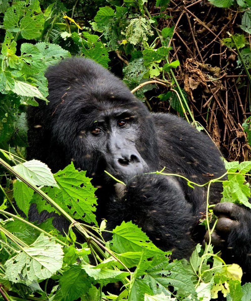 12 Days Uganda Rwanda Gorillas, Chimps & Wildlife Safari
