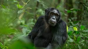 Chimpanzee trekking is a wildlife tourism activity that involves tracking and observing wild chimpanzees in their natural habitat