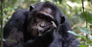 Cost of chimpanzee permits and the best time to visit