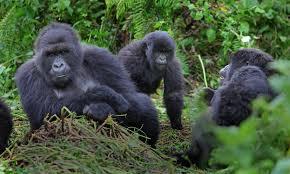 Dos and Don’ts of gorilla trekking
