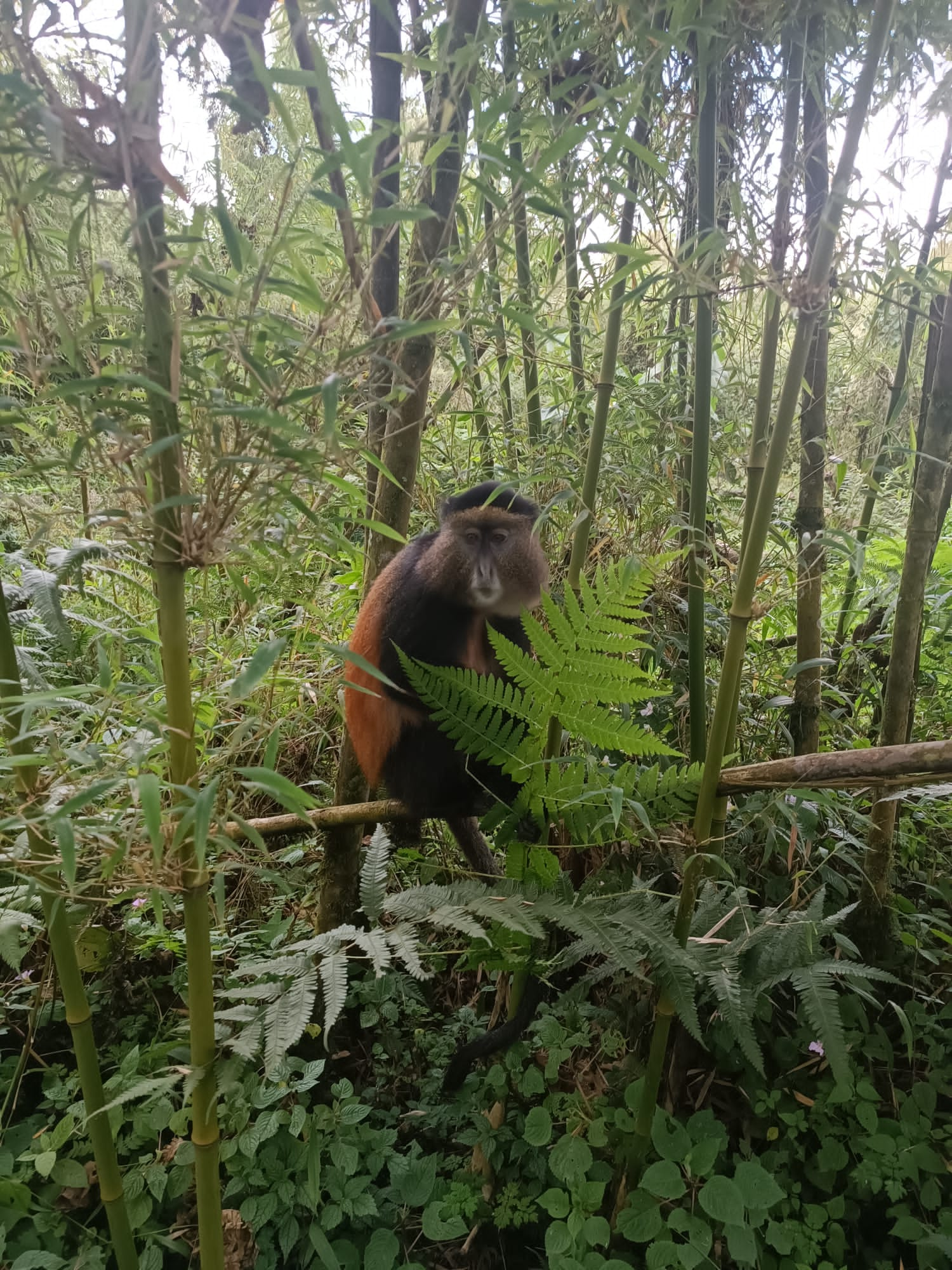 Golden monkey trekking price rules and regulations while trekking