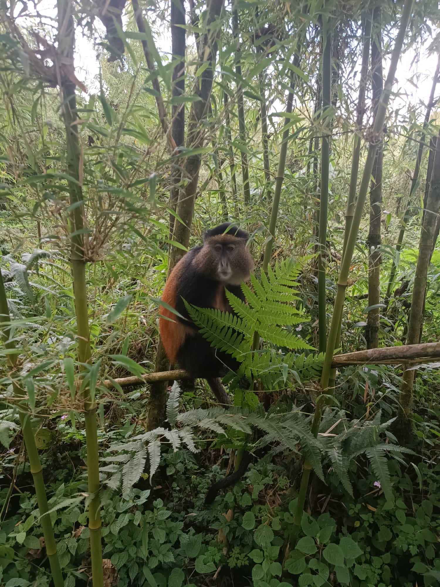 Golden monkey trekking in Uganda